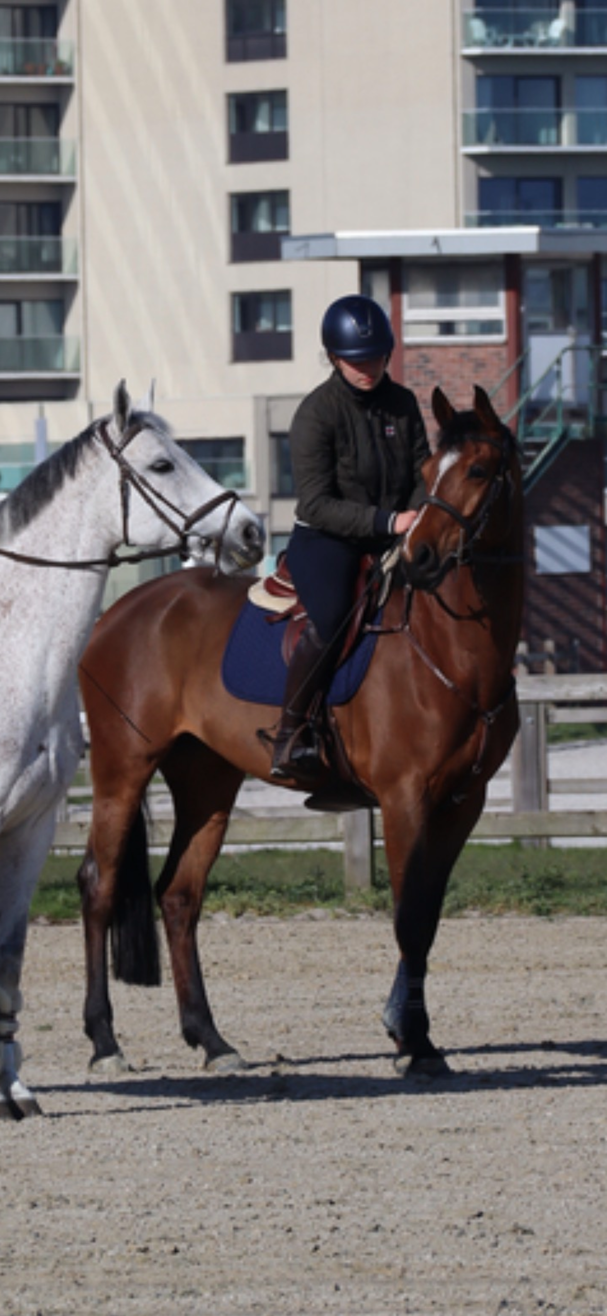 holstein springpaard merrie 8 Jahre alt bruin zu verkaufen - Foto 4