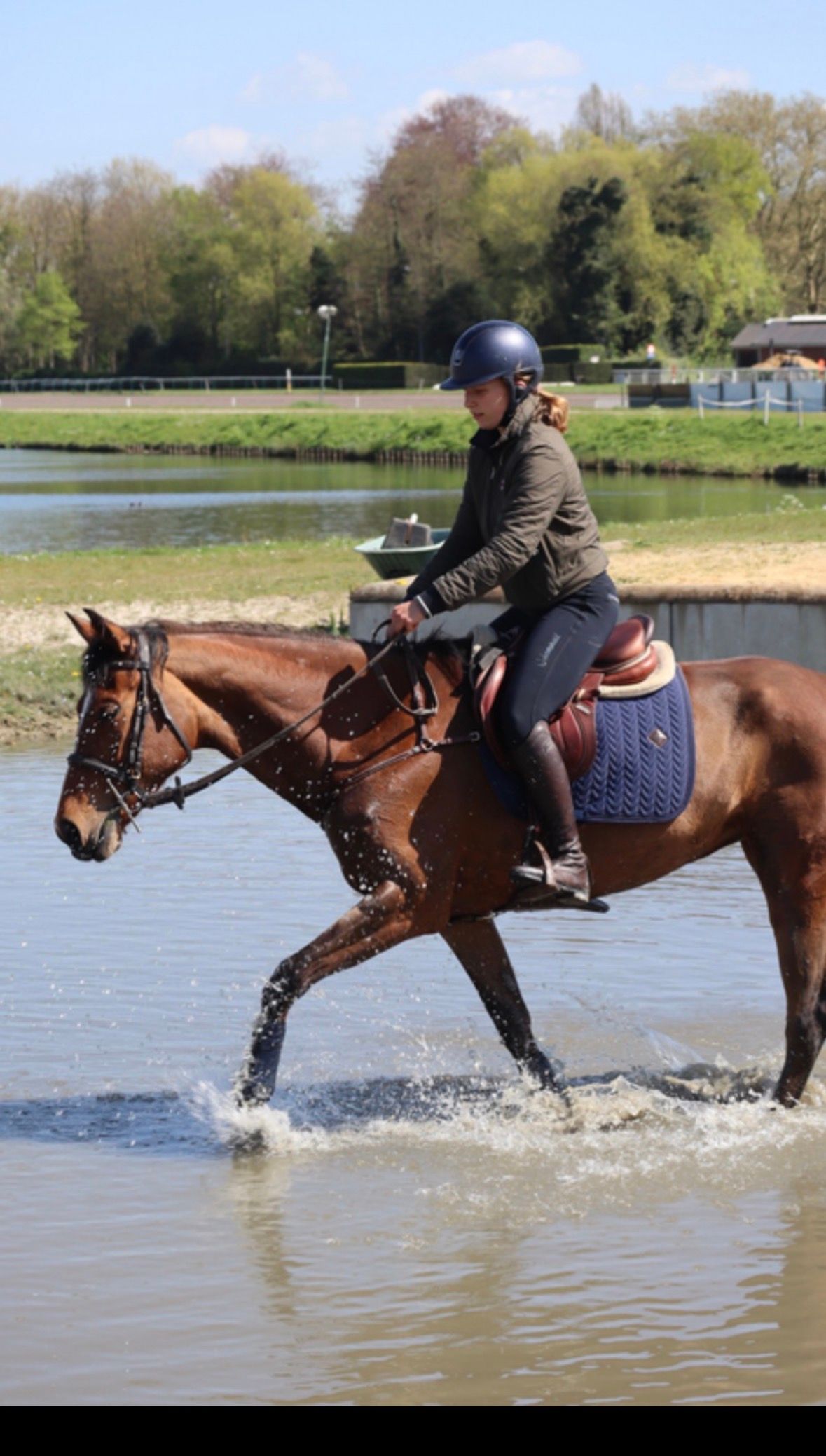 holstein springpaard merrie 8 Jahre alt bruin zu verkaufen - Foto 3