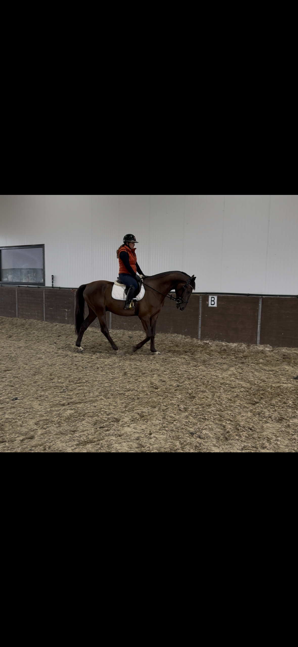 nrps dressuurpaard ruin 3 rokov zwart na predaj - Foto 5