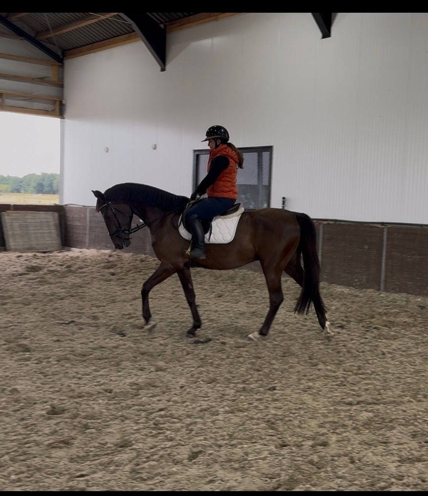 nrps dressuurpaard ruin 3 rokov zwart na predaj - Foto 4