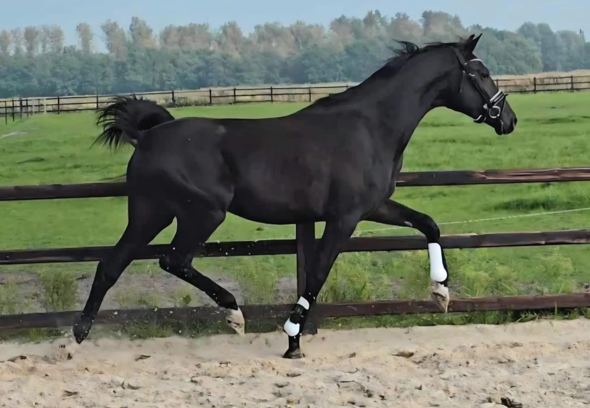 nrps dressuurpaard ruin 3 rokov zwart na predaj - Foto 3