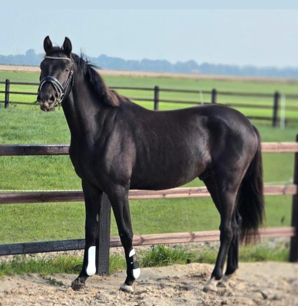 nrps dressuurpaard ruin 3 rokov zwart na predaj - Foto 2