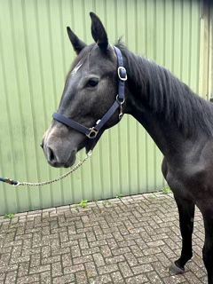 kwpn springpaard hengst 1 Jahre alt zu verkaufen - Foto 2