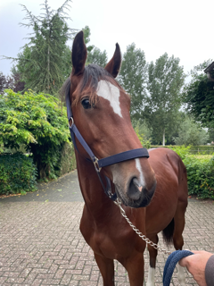 kwpn springpaard hengst 1 Jahre alt zu verkaufen - Foto 3