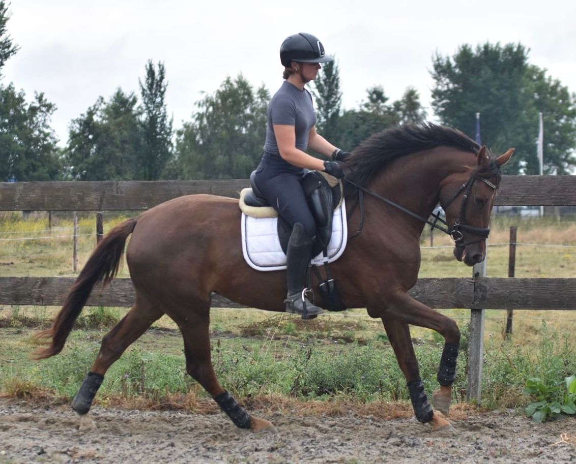 kwpn allrounder merrie 3 Jahre alt bruin zu verkaufen - Foto 4