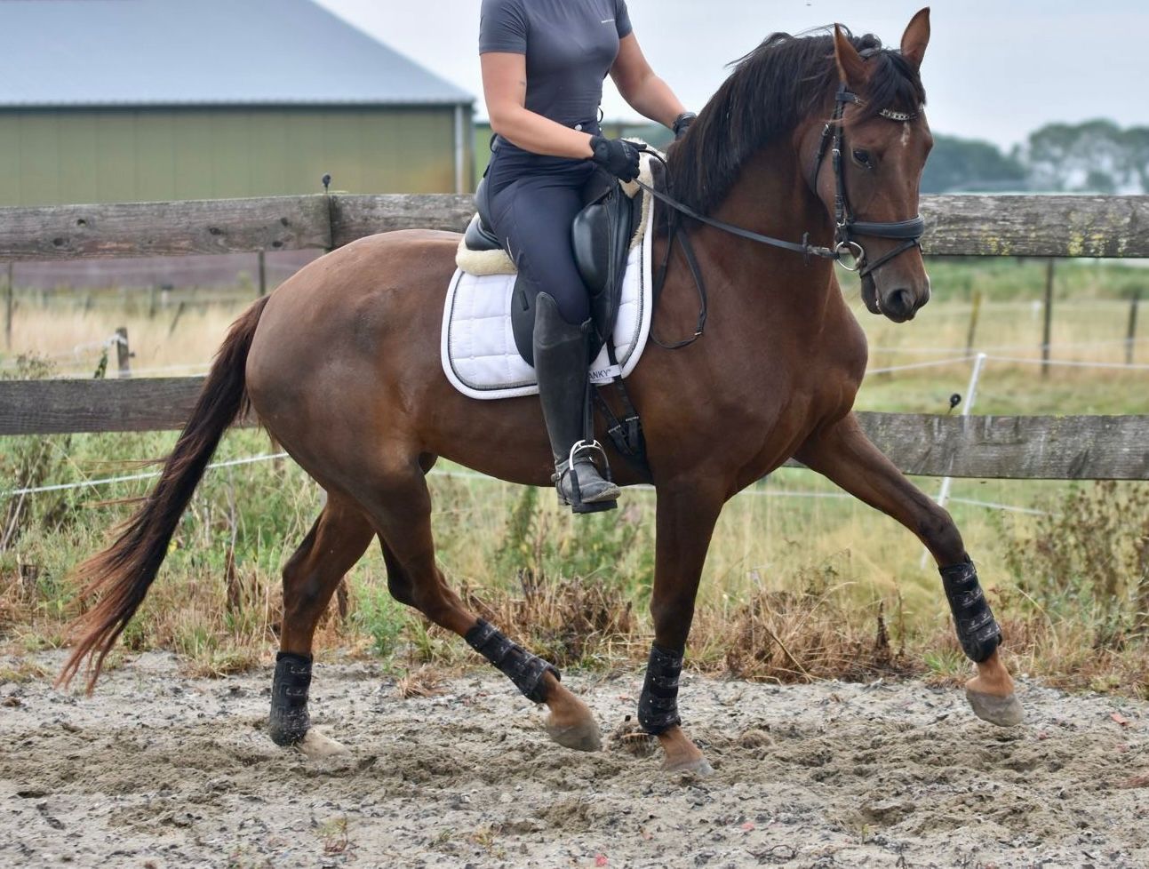 kwpn allrounder merrie 3 Jahre alt bruin zu verkaufen - Foto 2