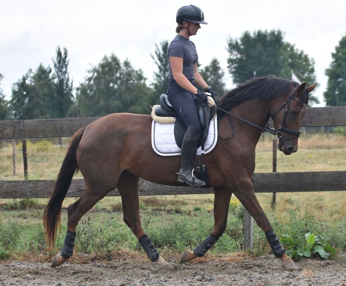 kwpn allrounder merrie 3 Jahre alt bruin zu verkaufen - Foto 5