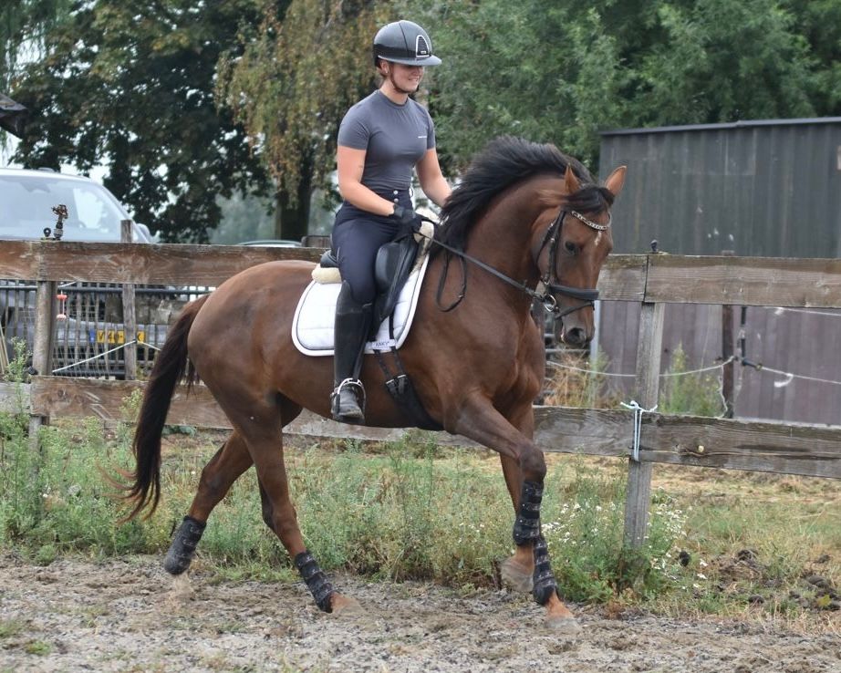 kwpn allrounder merrie 3 Jahre alt bruin zu verkaufen - Foto 3