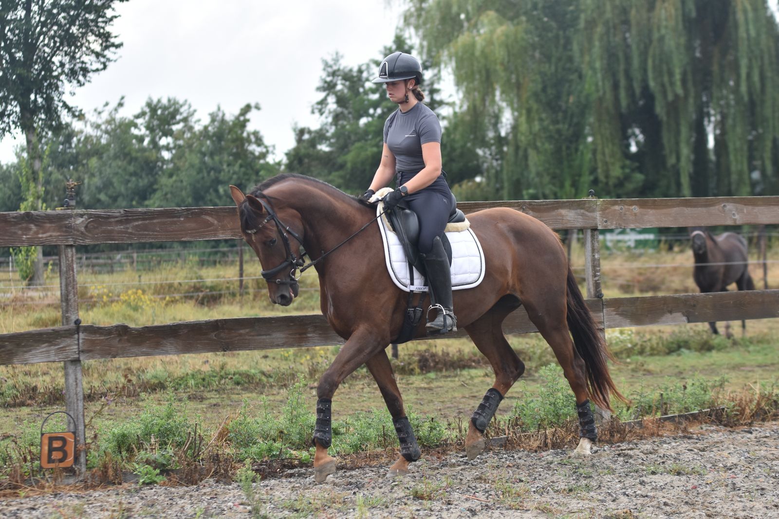 kwpn allrounder merrie 3 Jahre alt bruin zu verkaufen - Foto 6