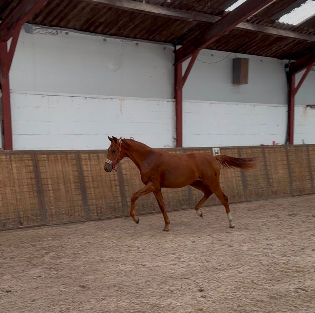 Beau poulain mâle yearling