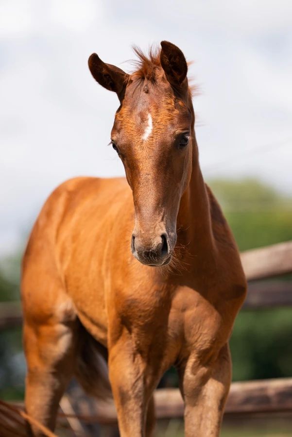 kwpn dressuurpaard hengst 1 años vos en venta - Foto 2