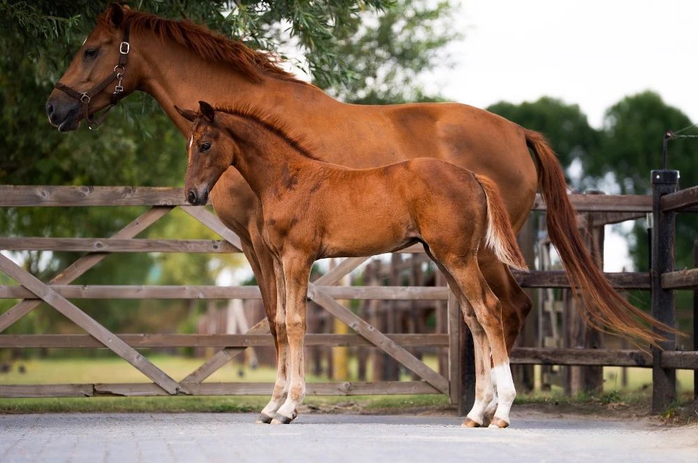 kwpn dressuurpaard hengst 1 años vos en venta - Foto 4