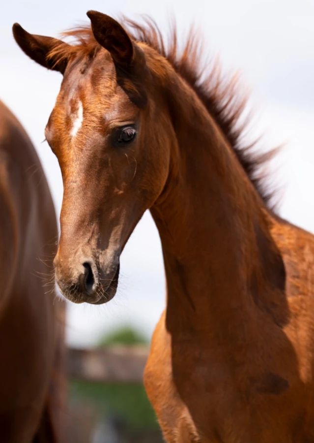 kwpn dressuurpaard hengst 1 años vos en venta - Foto 3