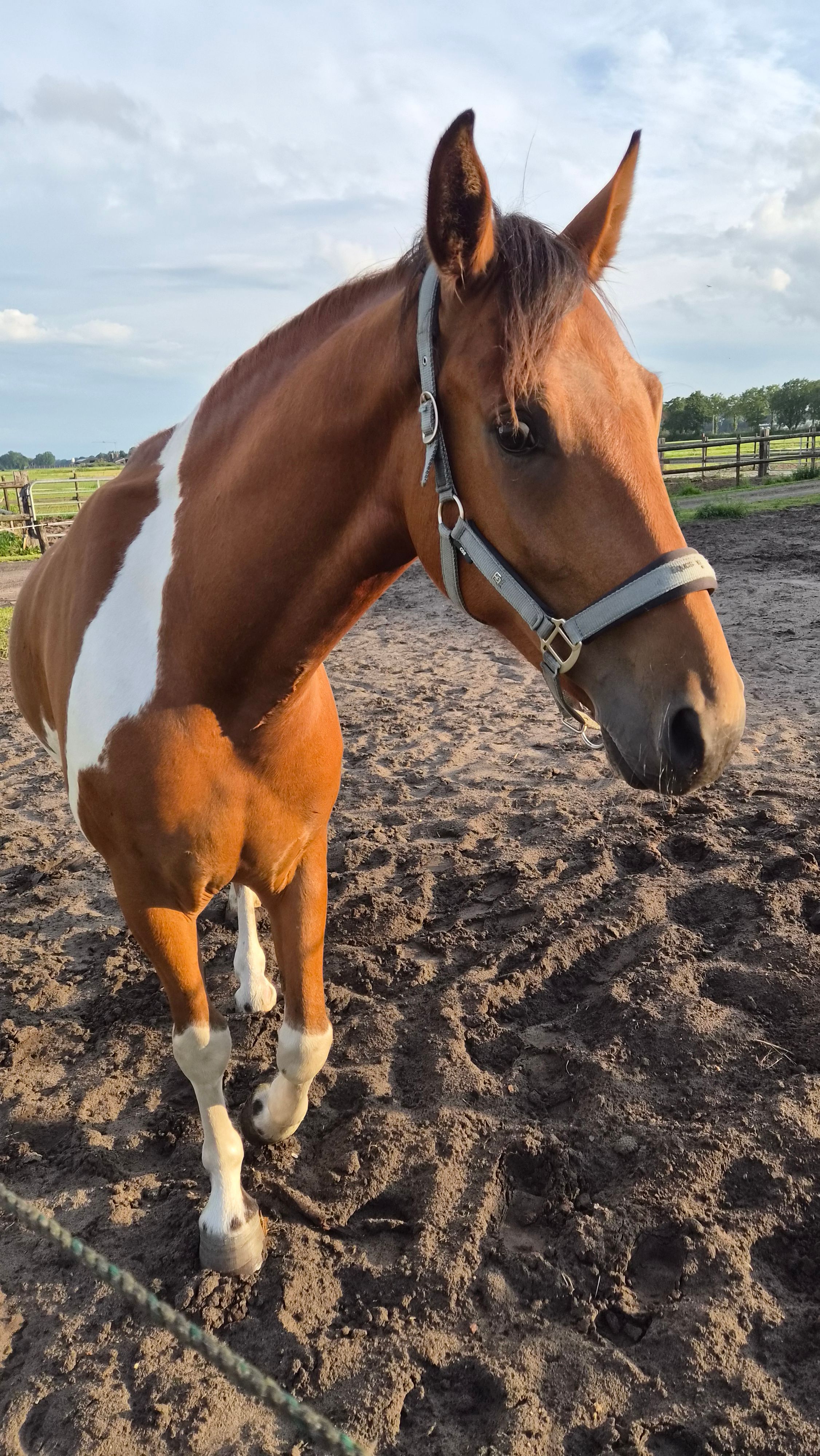 E - pony