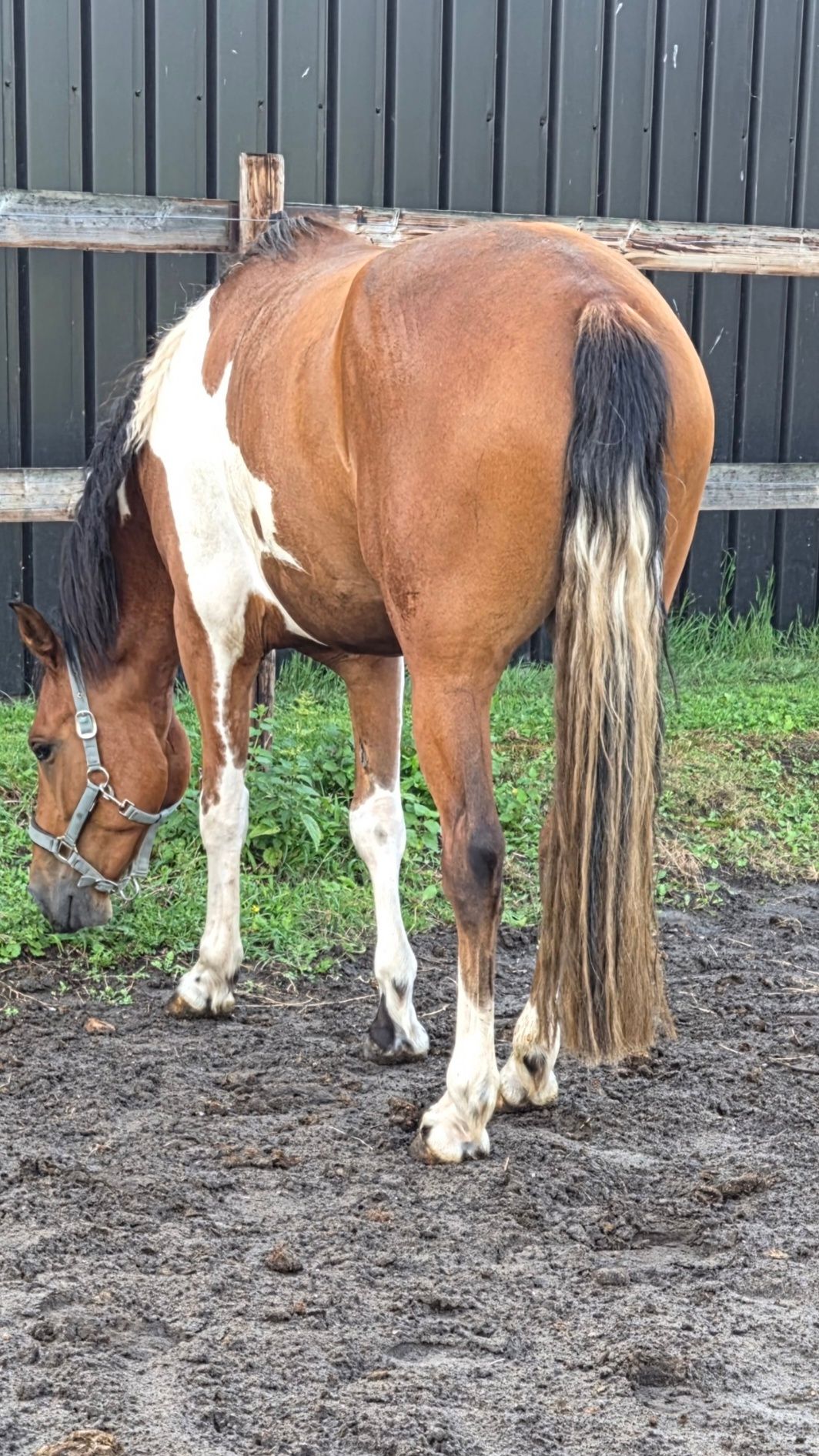 ander allround-pony ruin 4 jaar andere-kleur te koop - Foto 2