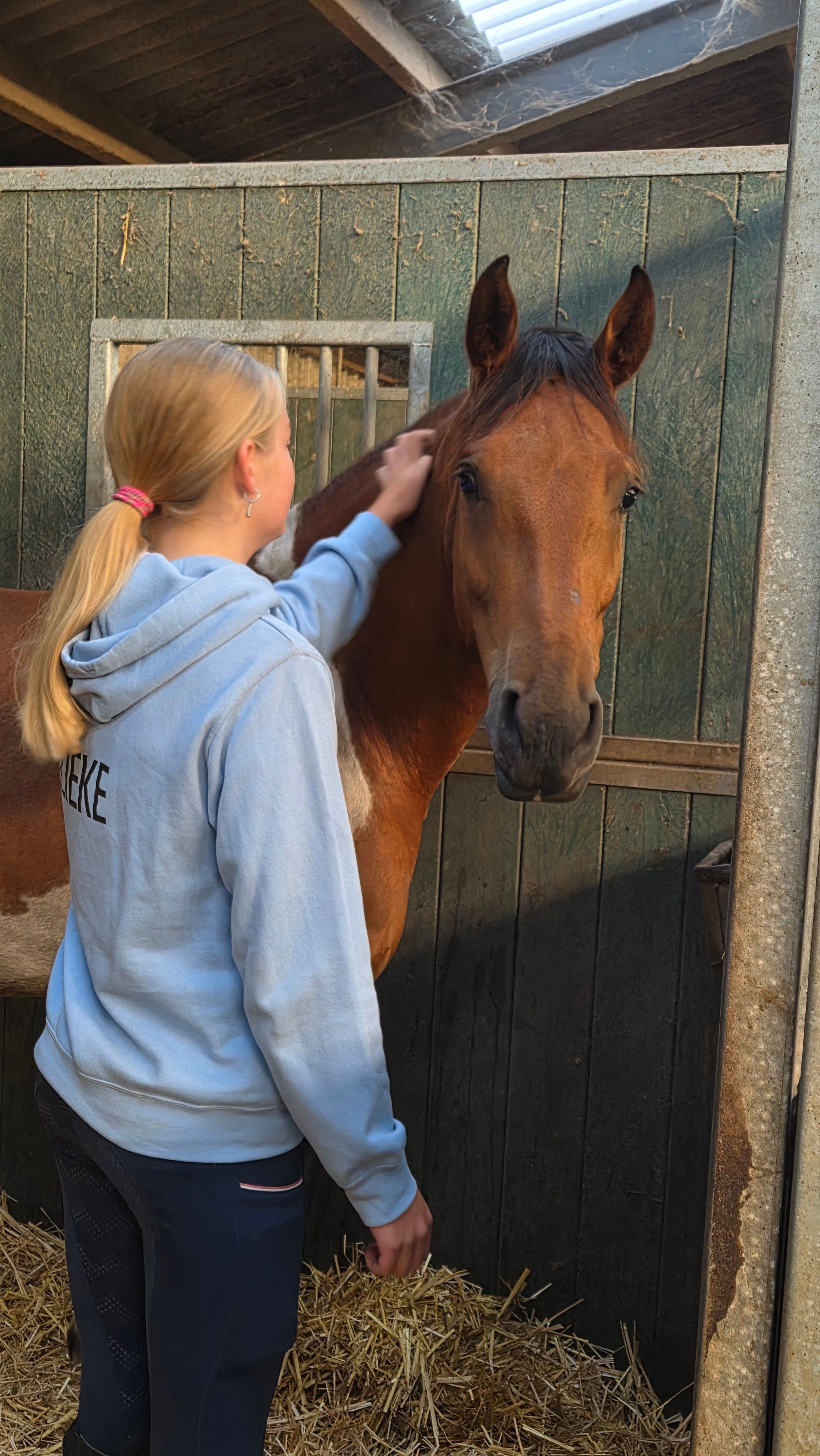 ander allround-pony ruin 4 jaar andere-kleur te koop - Foto 5