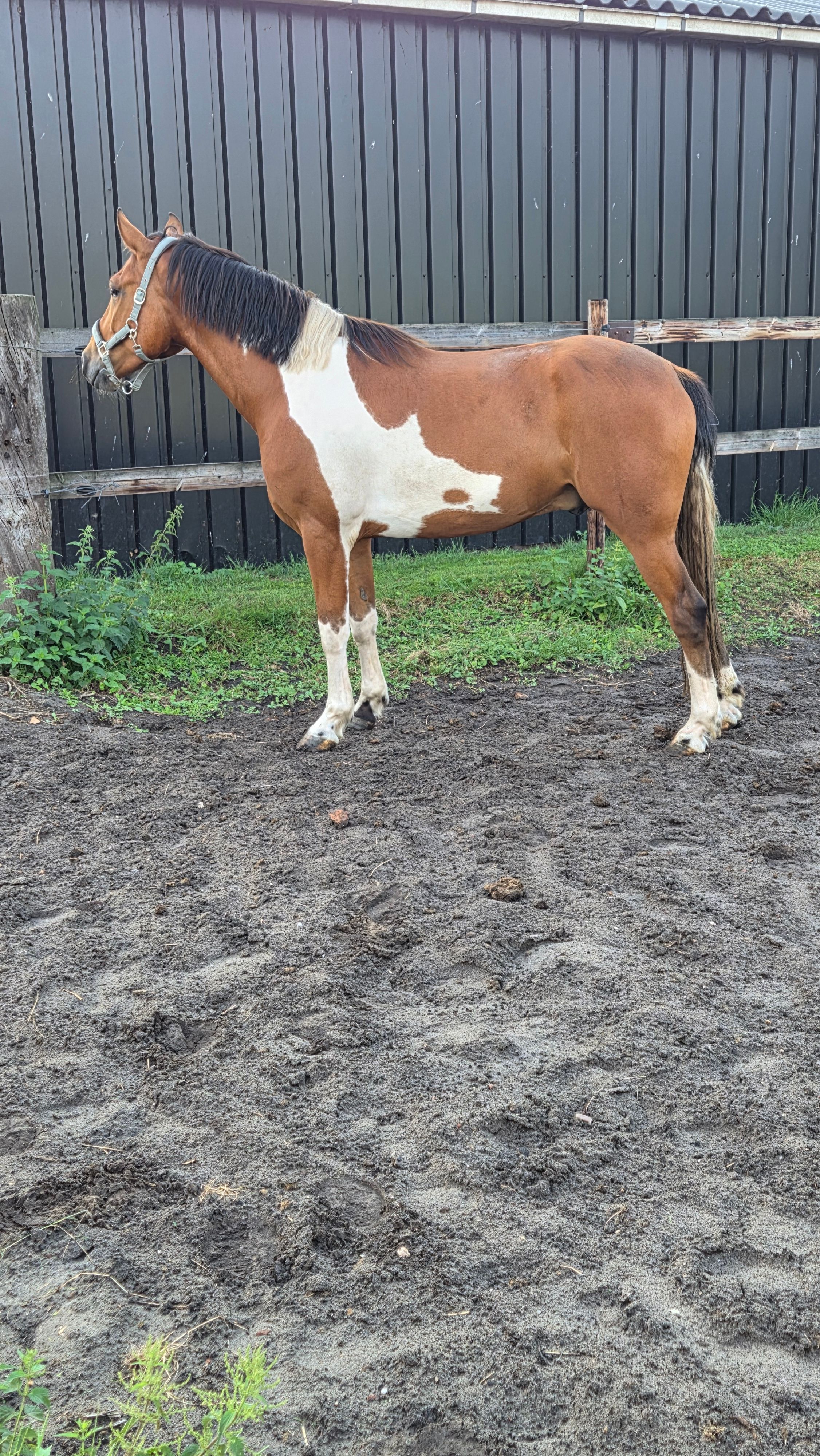 ander allround-pony ruin 4 jaar andere-kleur te koop - Foto 3