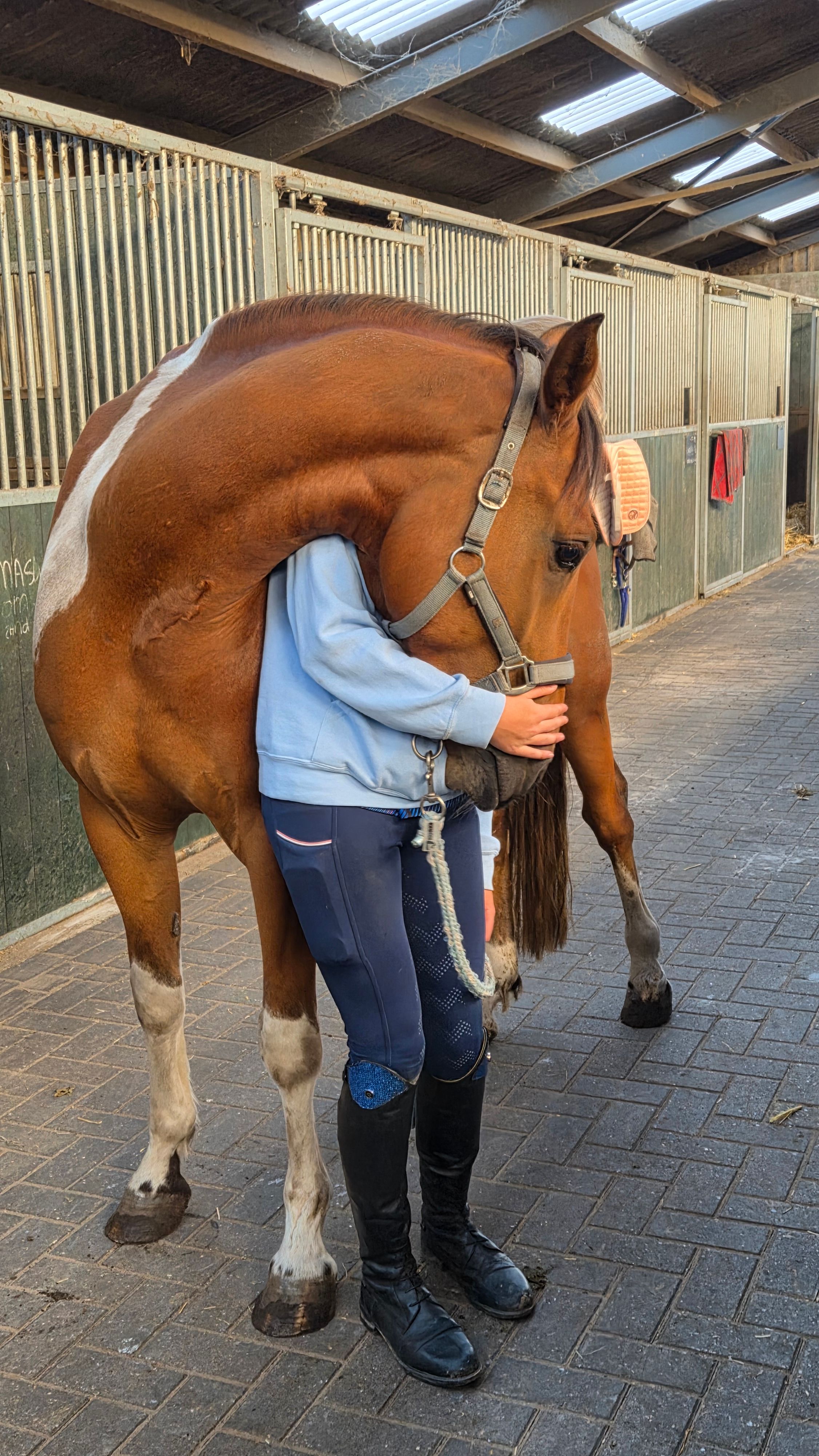 ander allround-pony ruin 4 jaar andere-kleur te koop - Foto 4