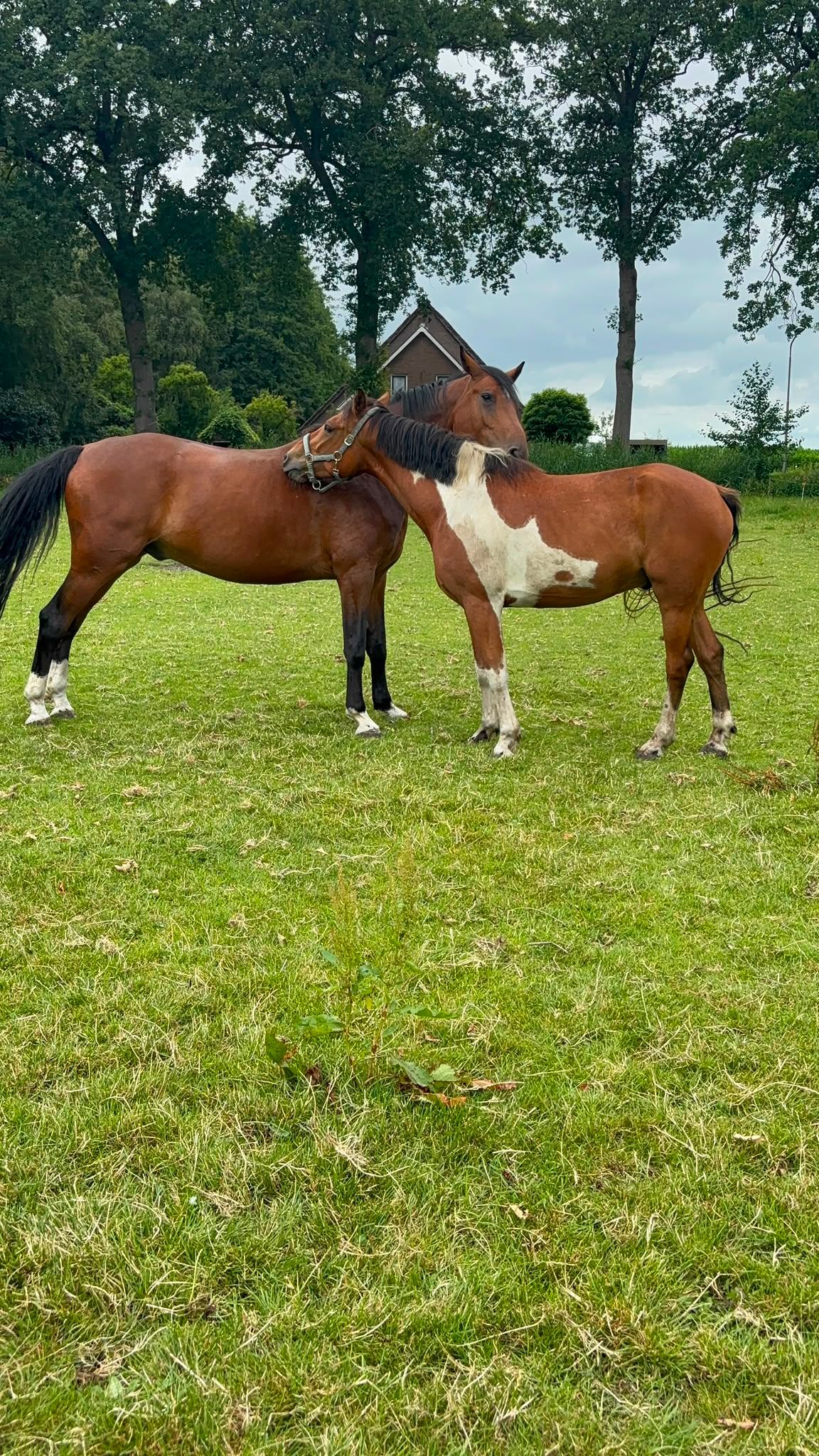 ander allround-pony ruin 4 jaar andere-kleur te koop - Foto 6