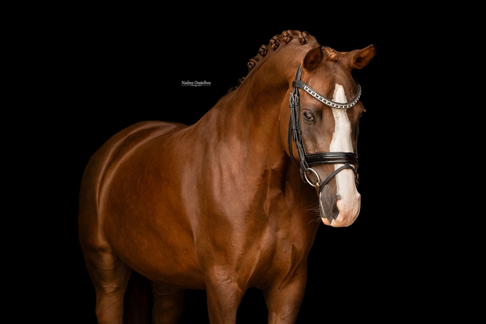 dressuurpony merrie 6 años vos en venta - Foto 2