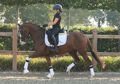 dressuurpony merrie 6 años vos en venta - Foto 3