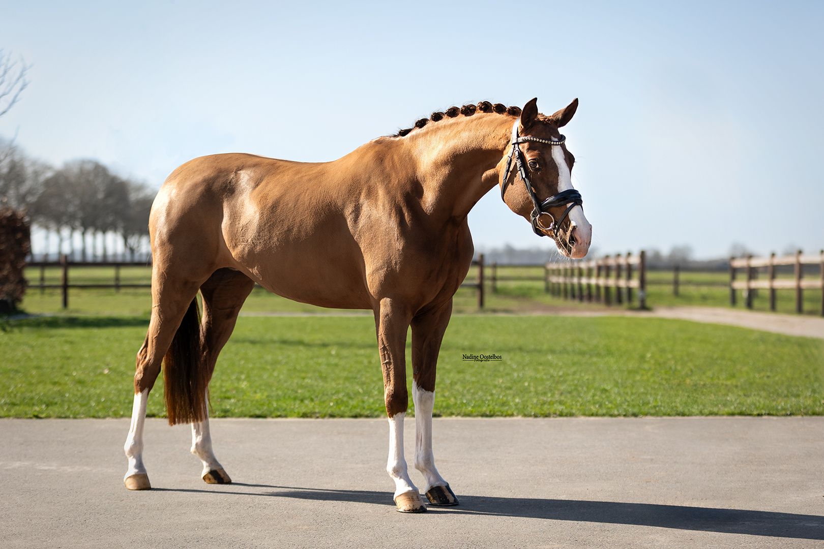 dressuurpony merrie 6 años vos en venta - Foto 4