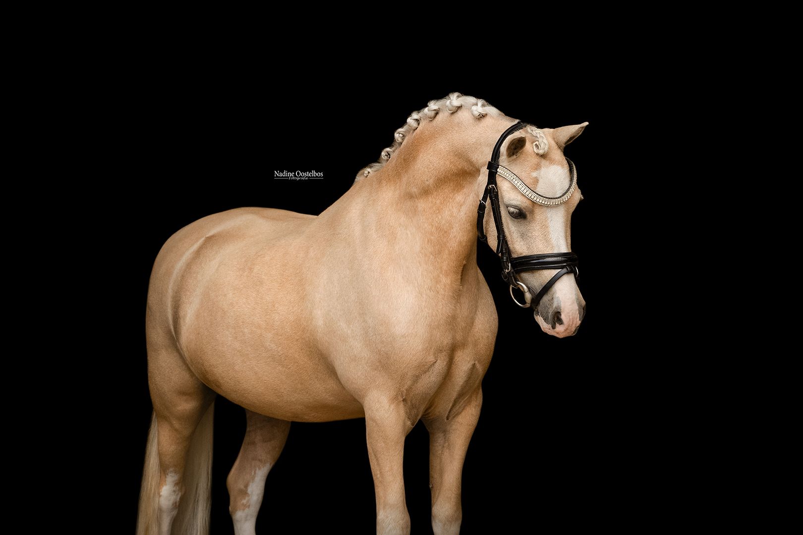 allround-pony ruin 7 jaar palomino te koop - Foto 3