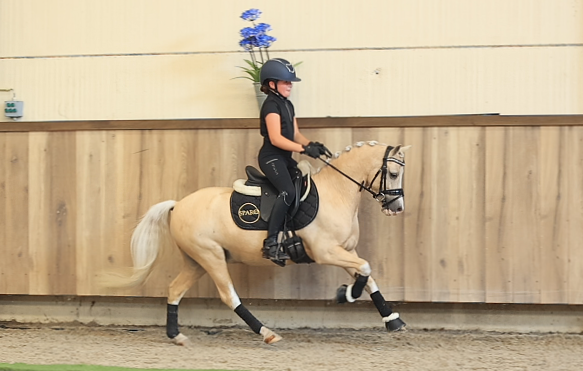 allround-pony ruin 7 jaar palomino te koop - Foto 6