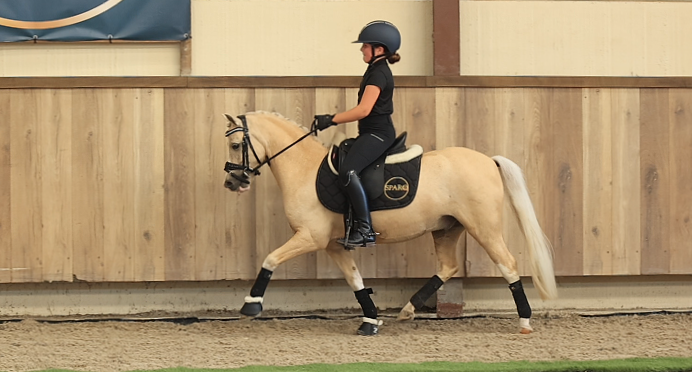 allround-pony ruin 7 jaar palomino te koop - Foto 2
