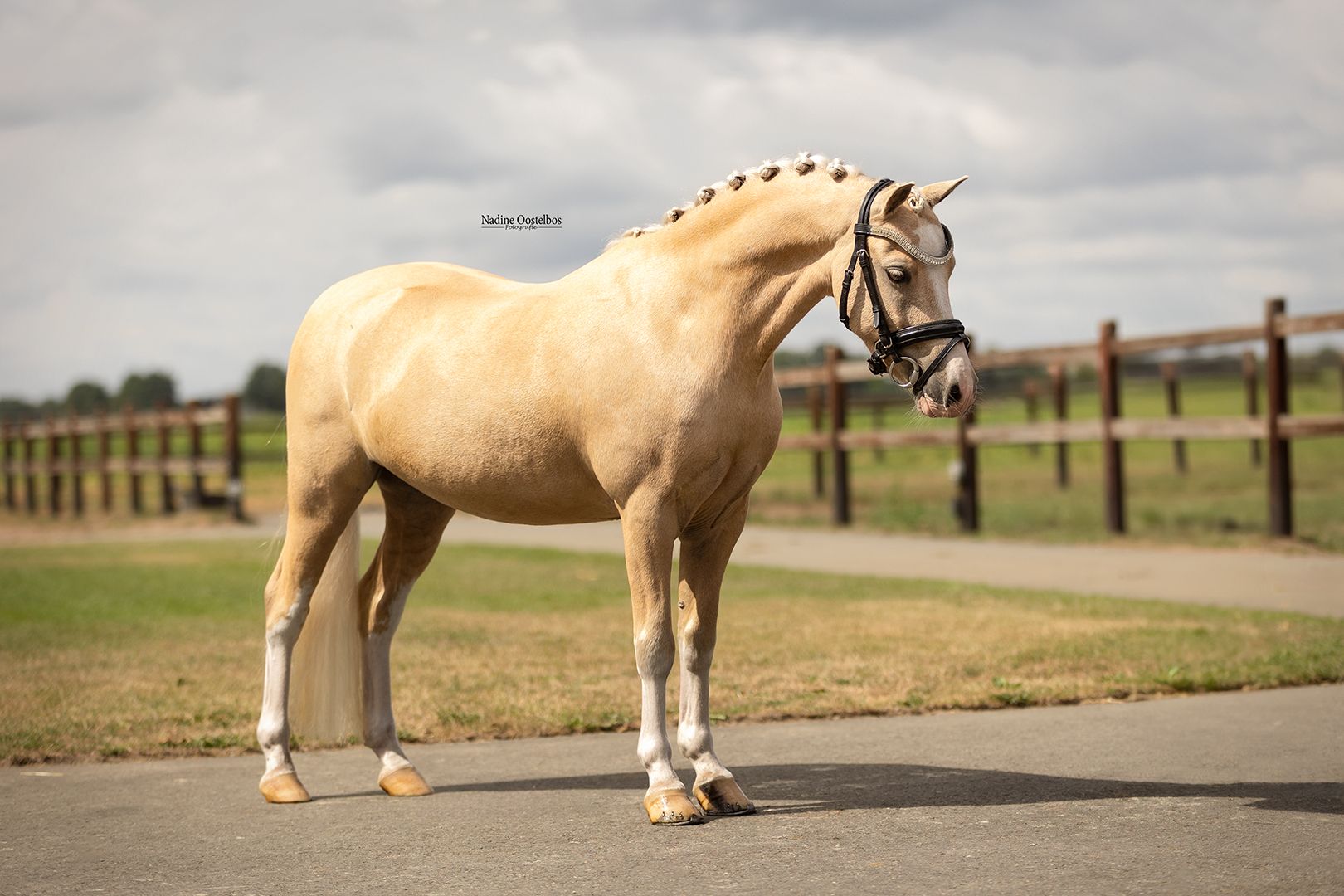 allround-pony ruin 7 jaar palomino te koop - Foto 5