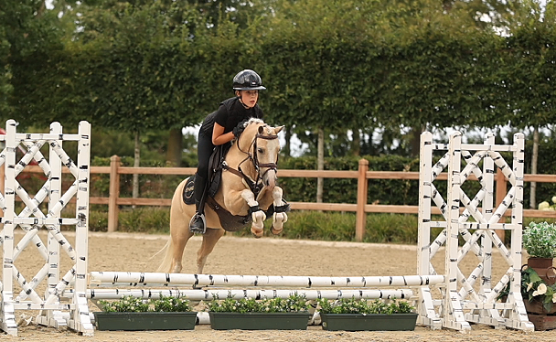 allround-pony ruin 7 jaar palomino te koop - Foto 4