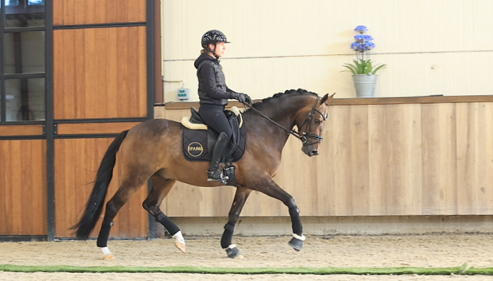 allround-pony ruin 6 Jahre alt donkerbruin zu verkaufen - Foto 5