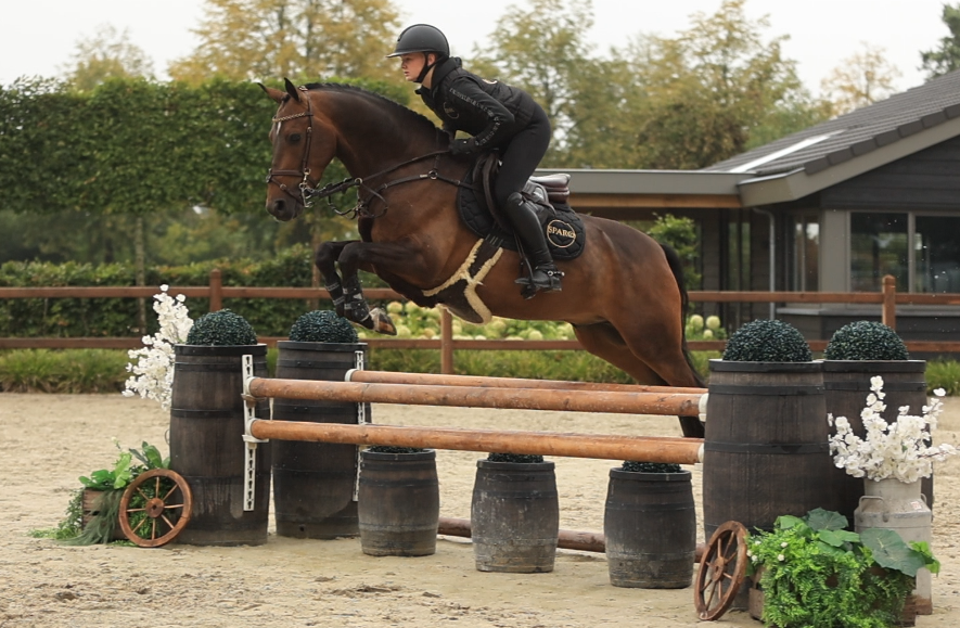 allround-pony ruin 6 Jahre alt donkerbruin zu verkaufen - Foto 4