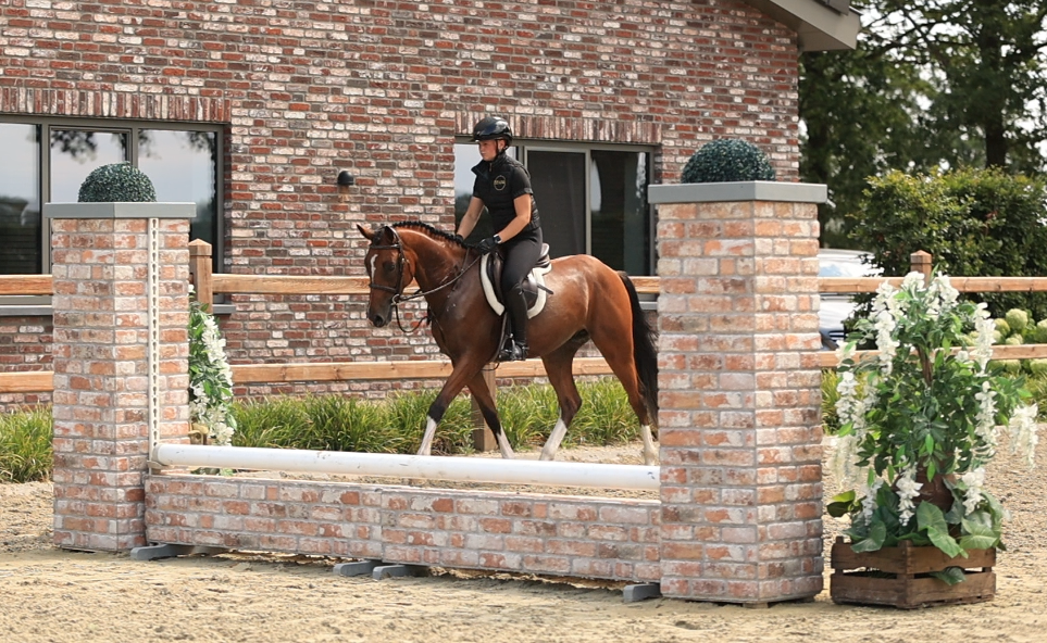 hunting-pony ruin 4 lat bruin na sprzedaż - Zdjęcie 2