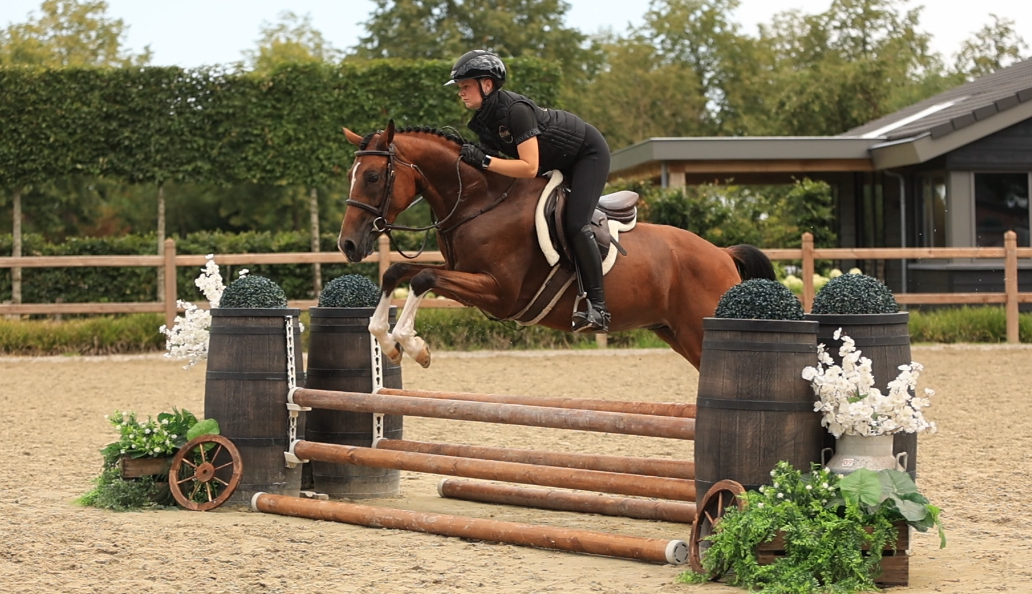hunting-pony ruin 4 lat bruin na sprzedaż - Zdjęcie 4