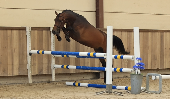allround-pony ruin 3 år donkerbruin till salu - Foto 2