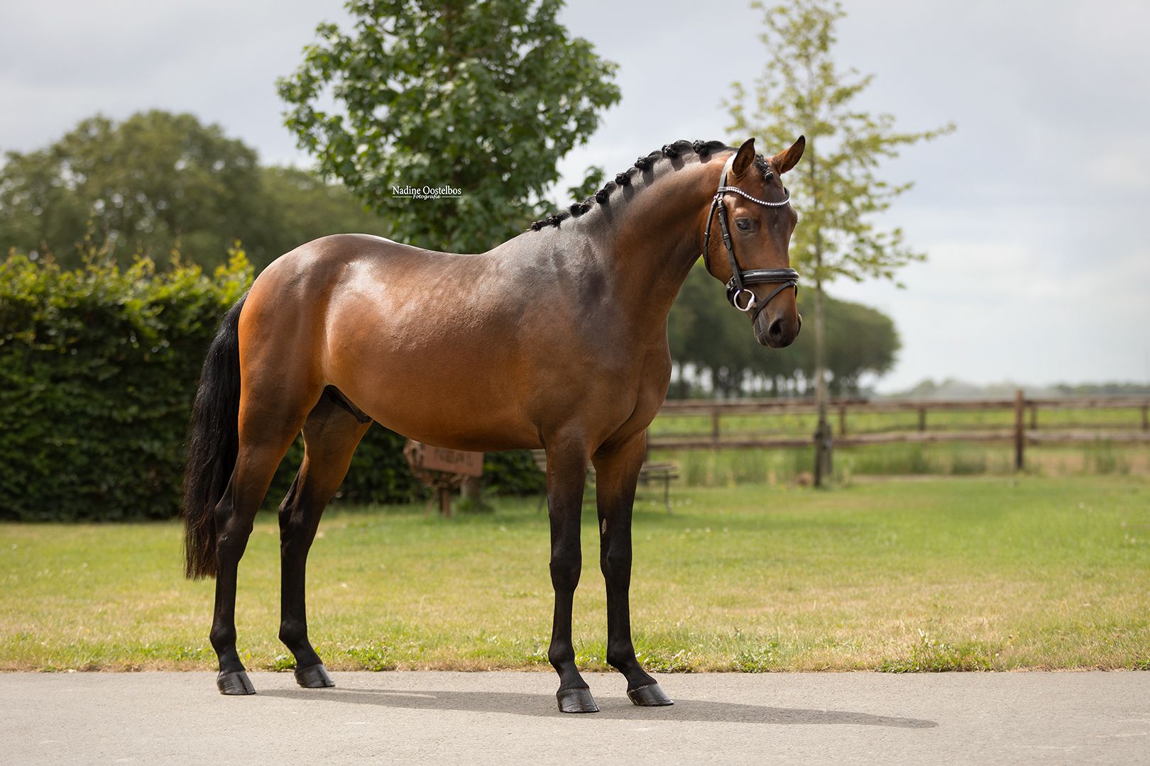 allround-pony ruin 3 år donkerbruin till salu - Foto 3