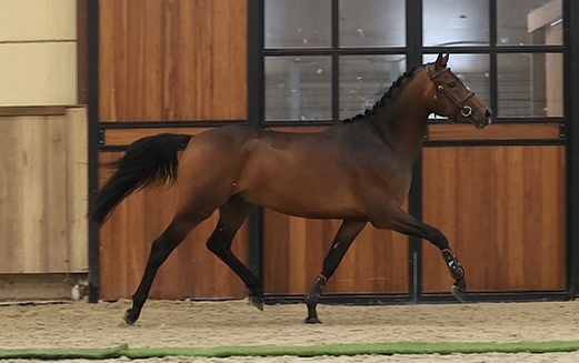 allround-pony ruin 3 år donkerbruin till salu - Foto 4