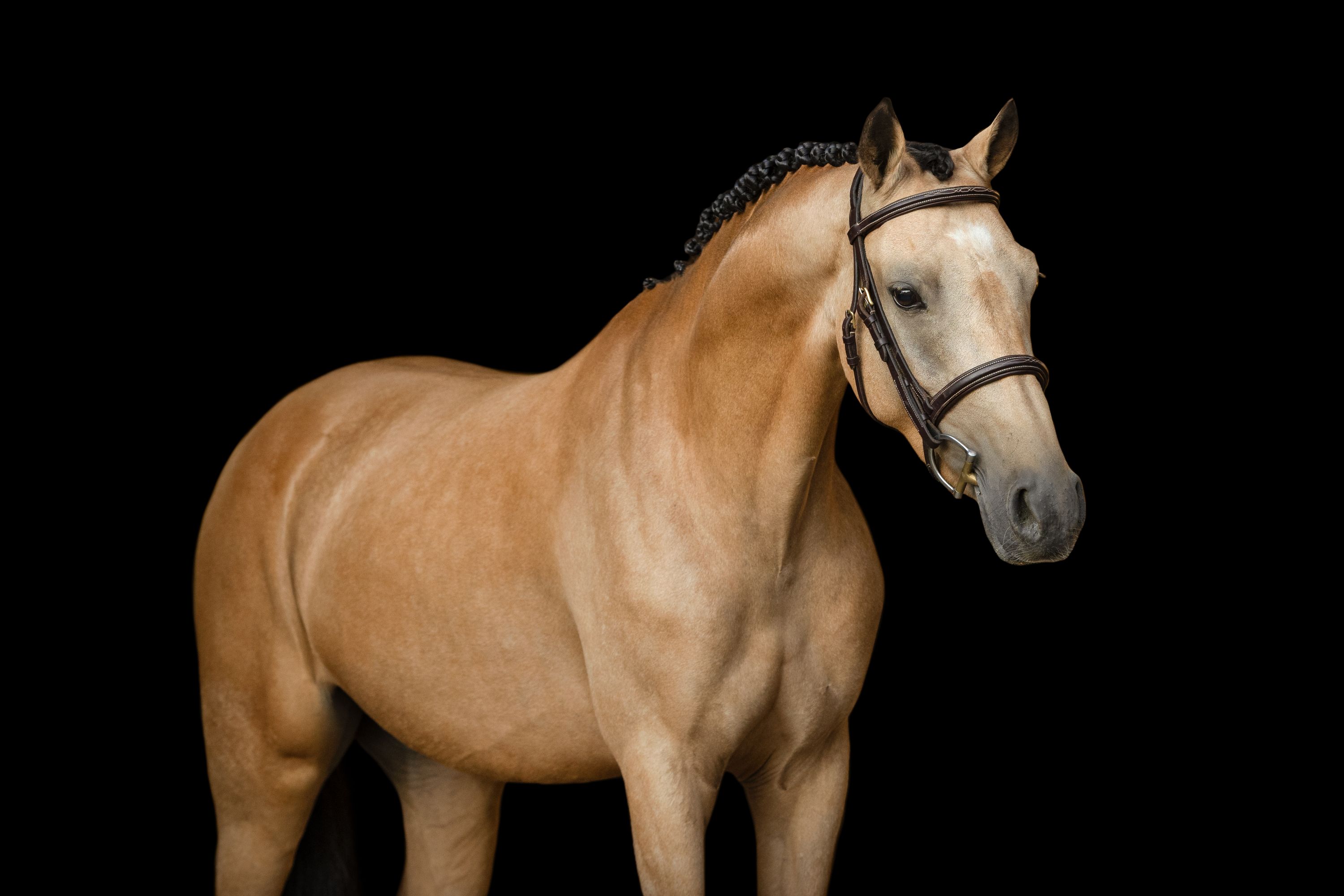 hunting-pony ruin 5 år andere-kleur till salu - Foto 5