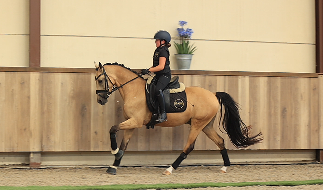 hunting-pony ruin 5 år andere-kleur till salu - Foto 3