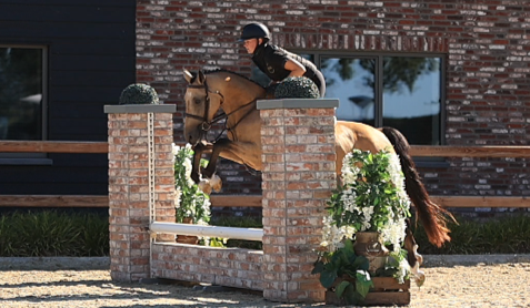 hunting-pony ruin 5 år andere-kleur till salu - Foto 4