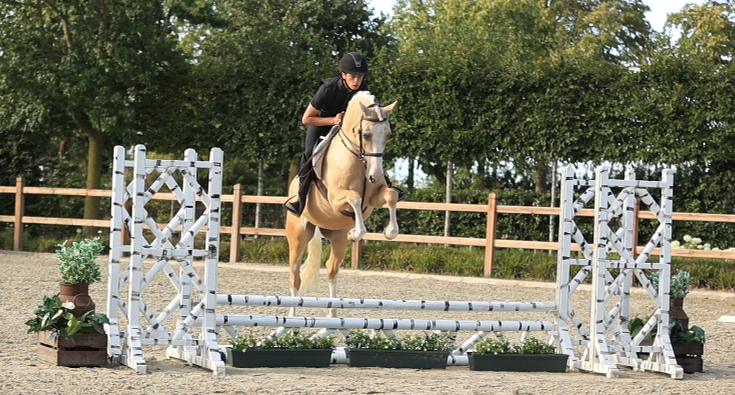 allround-pony ruin 7 jaar palomino te koop - Foto 5