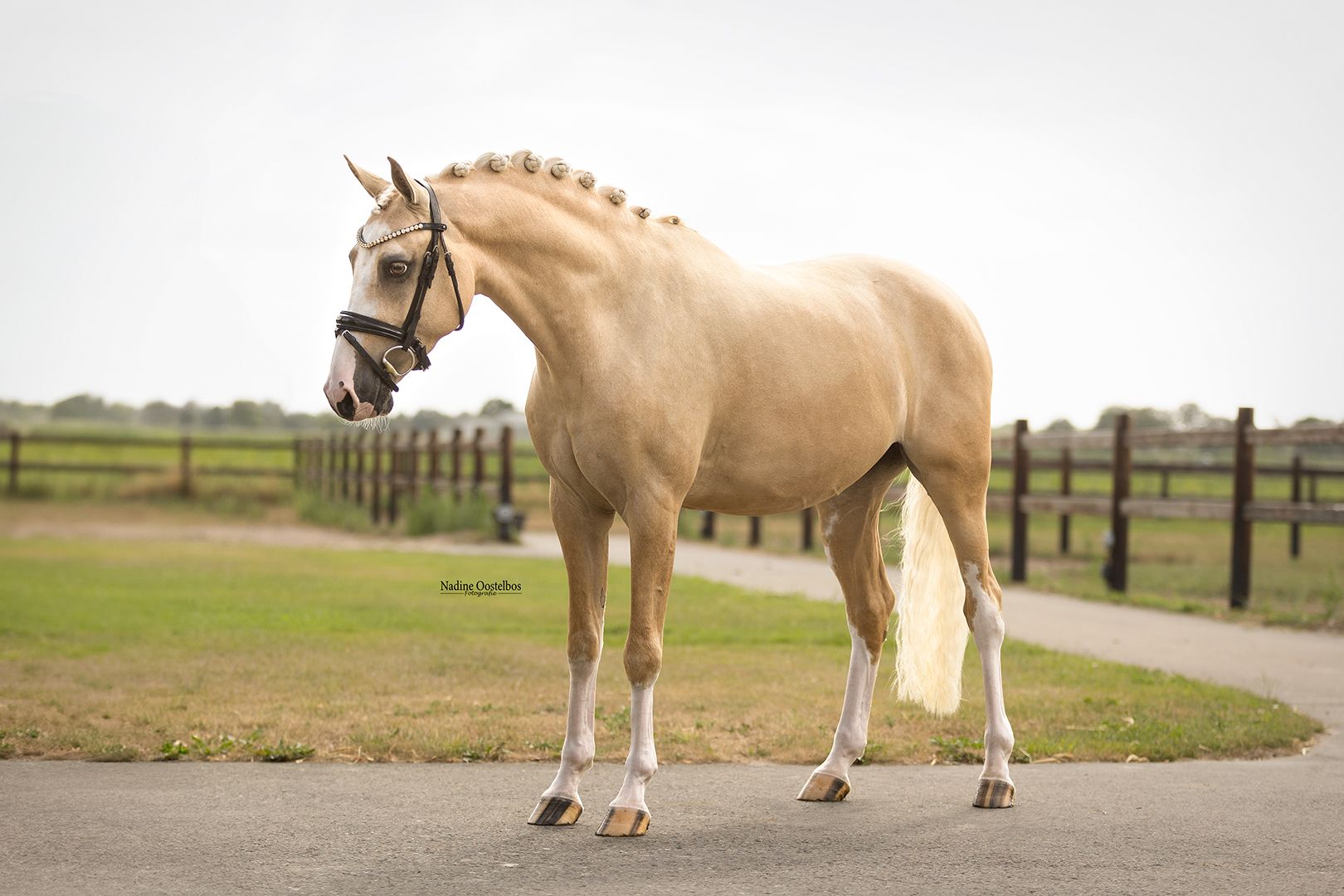 A beautiful all-rounder with the quality to shine in every ring!