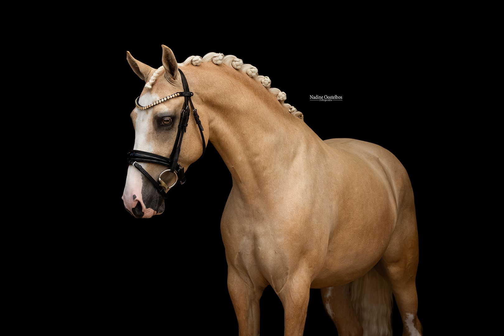 allround-pony ruin 7 jaar palomino te koop - Foto 3
