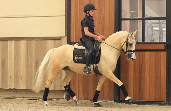 allround-pony ruin 7 jaar palomino te koop - Foto 4