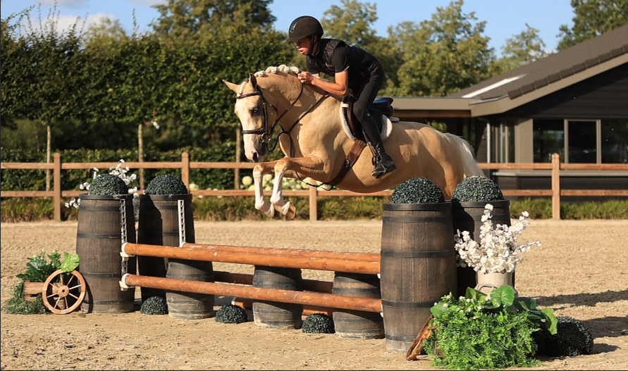 allround-pony ruin 7 jaar palomino te koop - Foto 2