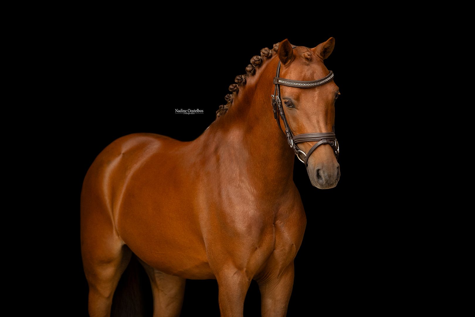 allround-pony ruin 8 jaar vos te koop - Foto 2
