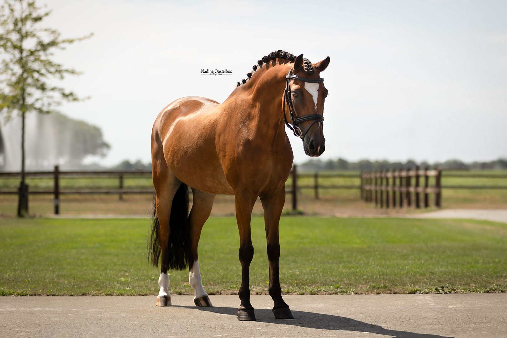 Z-level dressage, exciting jumping talent and a character to love!