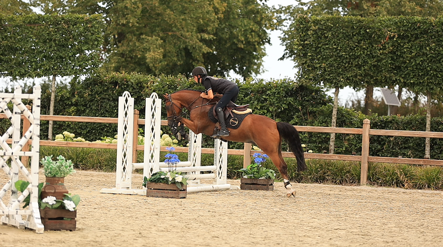 allround-pony ruin 8 jaar bruin te koop - Foto 3