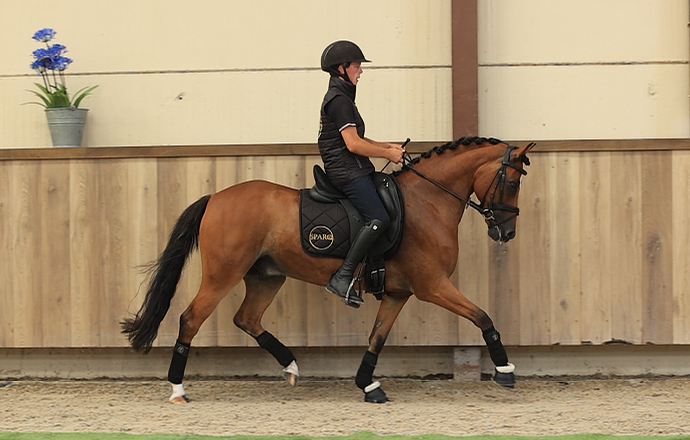 allround-pony ruin 8 jaar bruin te koop - Foto 2